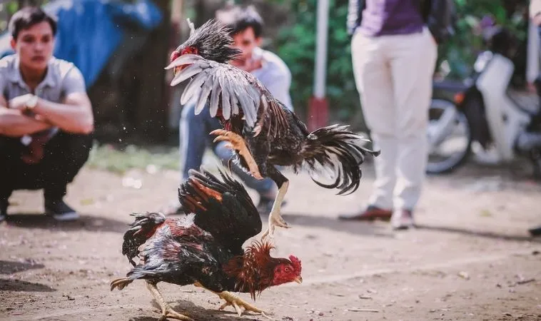 Cách Chơi Đá Gà Sabong Tại XIN88: Bí Kíp Thắng Nhanh 1 Sảnh Đá Gà Sabong tại XIN88 quy tụ nhiều chiến kê dũng mãnh