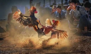 Đá Gà GA28 tại XIN88