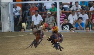 Đá Gà Sabong tại XIN88